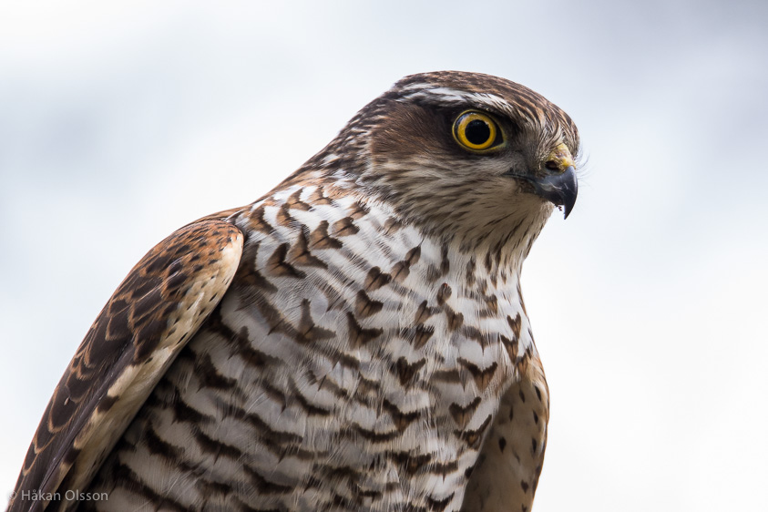 20150308_MG_0761-2.jpg